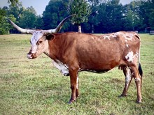 TEXAS DYNA BW 68/7